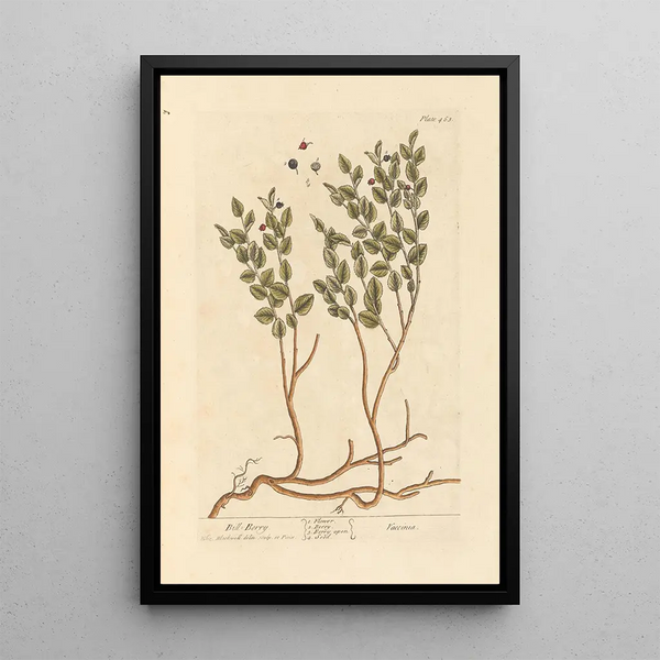 Myrtille - Elizabeth Blackwell — ingelijst kunstwerk aan de muur