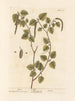 Birch - Elizabeth Blackwell — artwork view