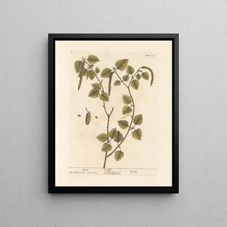 Elizabeth Blackwell - Birch.webp