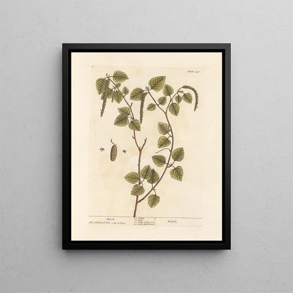 Berkenhout - Elizabeth Blackwell — ingelijst kunstwerk aan de muur