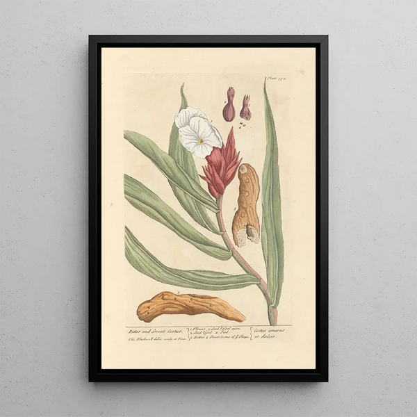 Costus amer et doux - Elizabeth Blackwell | Reproduction — ingelijst kunstwerk aan de muur