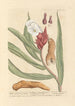 Costus amer et doux - Elizabeth Blackwell — artwork view