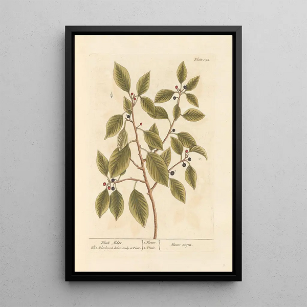 Aulne noir - Elizabeth Blackwell — ingelijst kunstwerk aan de muur