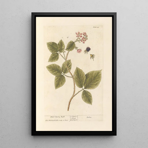 Ronce noire - Elizabeth Blackwell — ingelijst kunstwerk aan de muur
