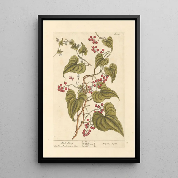 Bryone noire - Elizabeth Blackwell — ingelijst kunstwerk aan de muur