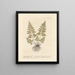 Cheveux de jeune fille noire - Elizabeth Blackwell — framed artwork on a wall