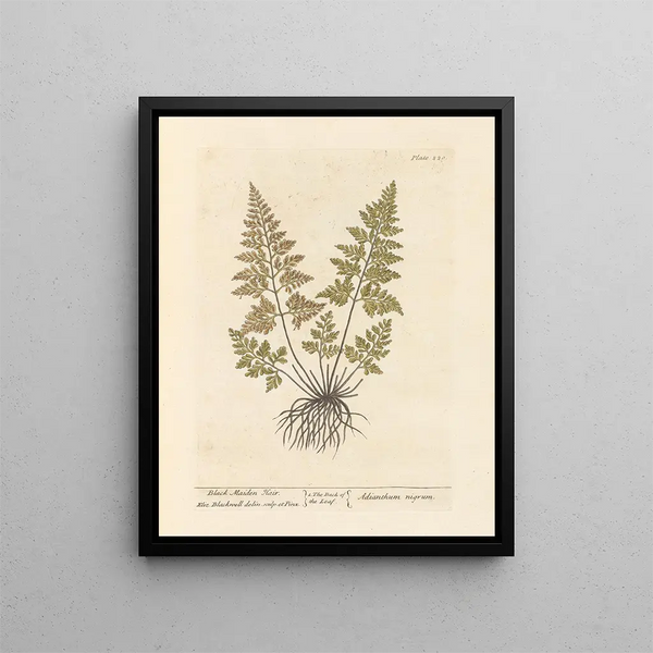 van een jong meisje met zwart haar - Elizabeth Blackwell — ingelijst kunstwerk aan de muur
