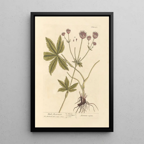 Astrance noire - Elizabeth Blackwell — ingelijst kunstwerk aan de muur