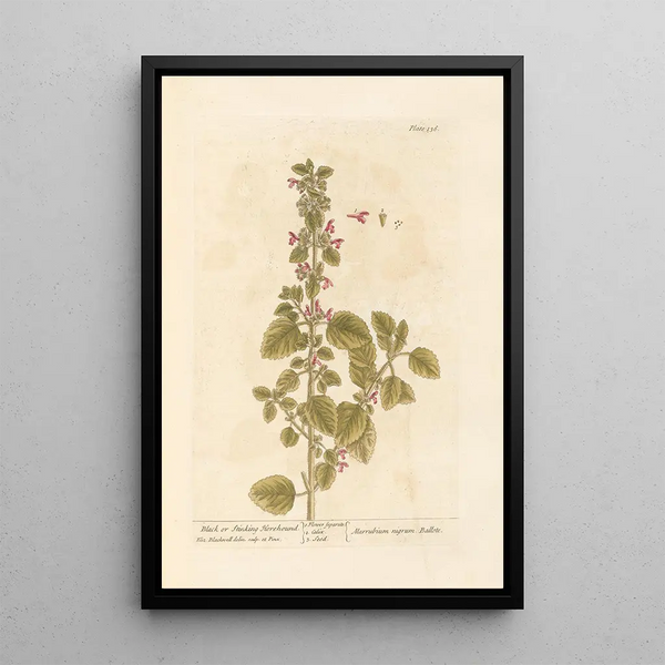 Marrube noir of puant - Elizabeth Blackwell — ingelijst kunstwerk aan de muur