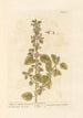 Marrube noir ou puant - Elizabeth Blackwell — artwork view