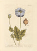 Poppy black - Elizabeth Blackwell — artwork view