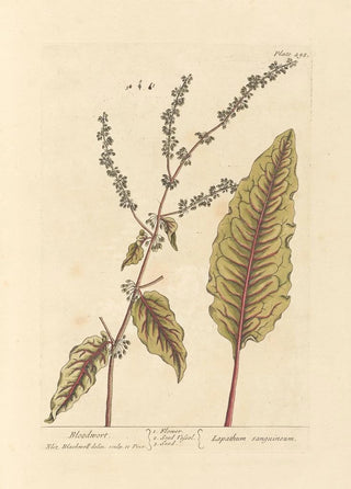 Elizabeth Blackwell - Bloodwort.webp