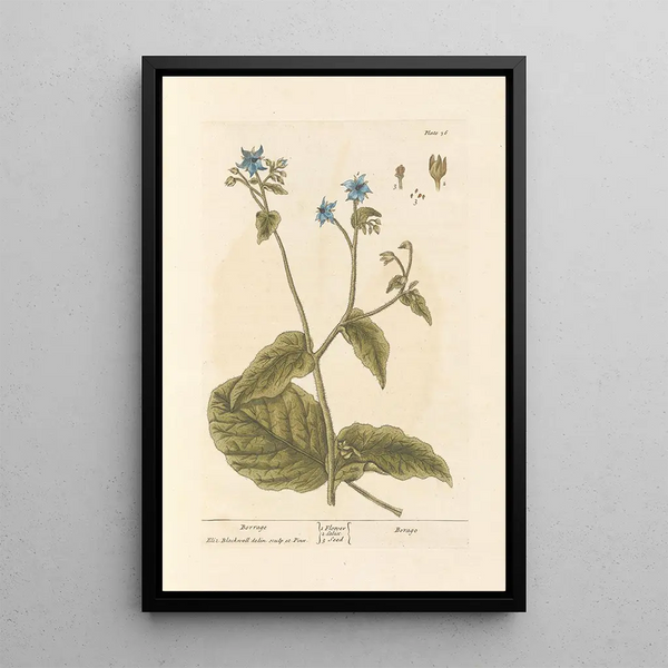 Bourrache - Elizabeth Blackwell — ingelijst kunstwerk aan de muur