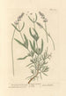 Lavender painting with broad leaves - Elizabeth Blackwell — artwork view