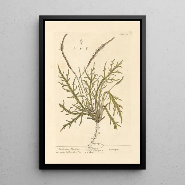 Plantain corne de cerf - Elizabeth Blackwell — ingelijst kunstwerk aan de muur