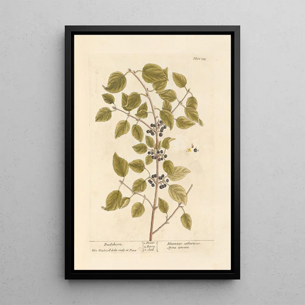 Nerprun - Elizabeth Blackwell — ingelijst kunstwerk aan de muur
