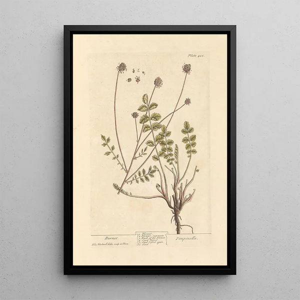 Pimprenelle - Elizabeth Blackwell — ingelijst kunstwerk aan de muur
