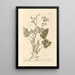 Saxifrage brûlée - Elizabeth Blackwell — framed artwork on a wall