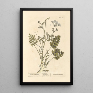 Elizabeth Blackwell - Burnet saxifrage.webp
