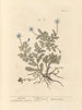 Chamomile - Elizabeth Blackwell — artwork view