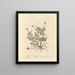 Chamomile - Elizabeth Blackwell — framed artwork on a wall