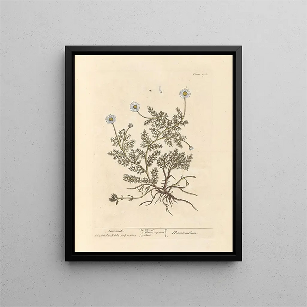 Kamille - Elizabeth Blackwell — ingelijst kunstwerk aan de muur