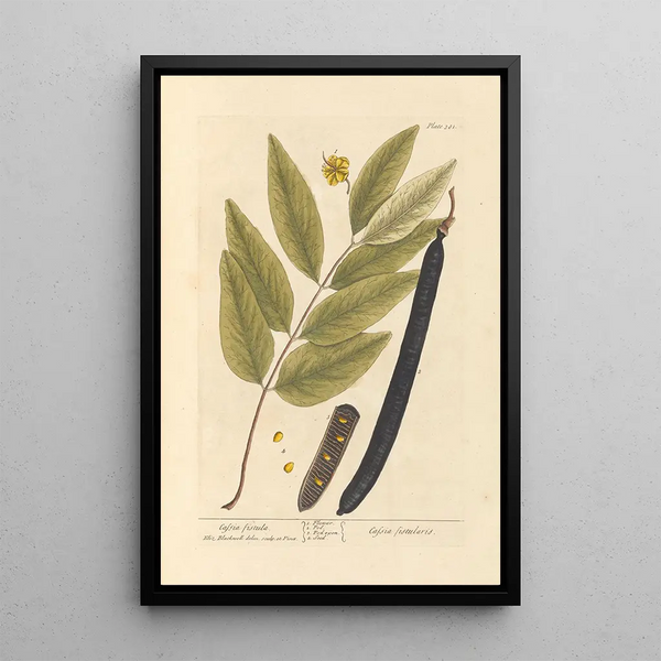 Cassia fistula - Elizabeth Blackwell — ingelijst kunstwerk aan de muur