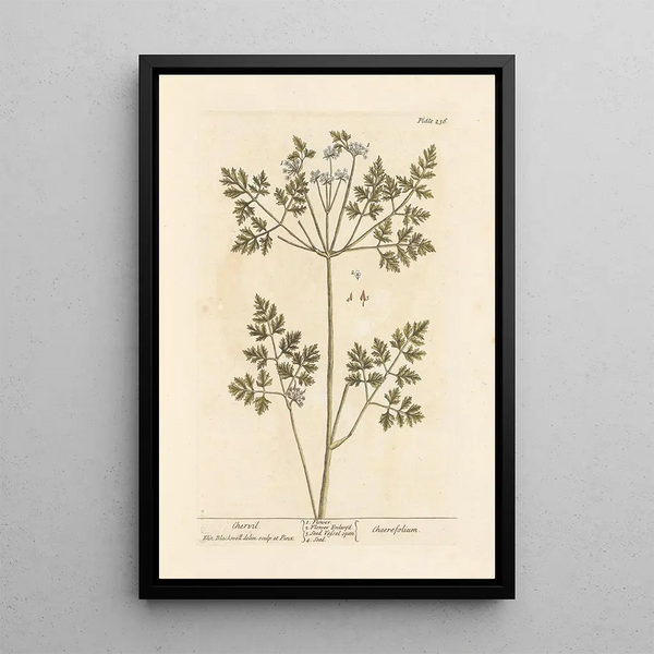 Cerfeuil - Elizabeth Blackwell — ingelijst kunstwerk aan de muur
