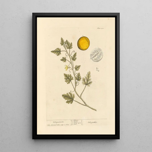Coloquinte - Elizabeth Blackwell — ingelijst kunstwerk aan de muur