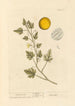 Coloquinte - Elizabeth Blackwell — artwork view