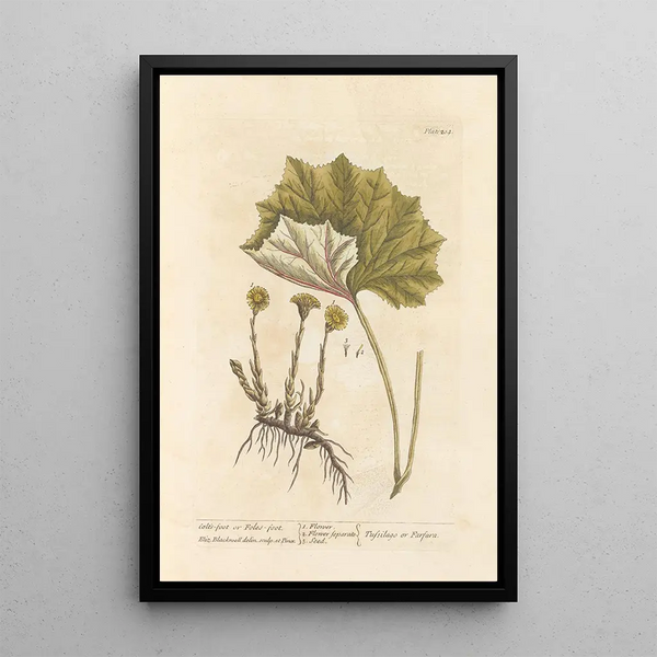 Tussilage of pas-d'âne - Elizabeth Blackwell — ingelijst kunstwerk aan de muur