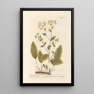 Elizabeth Blackwell - Costmary or alecoast.webp