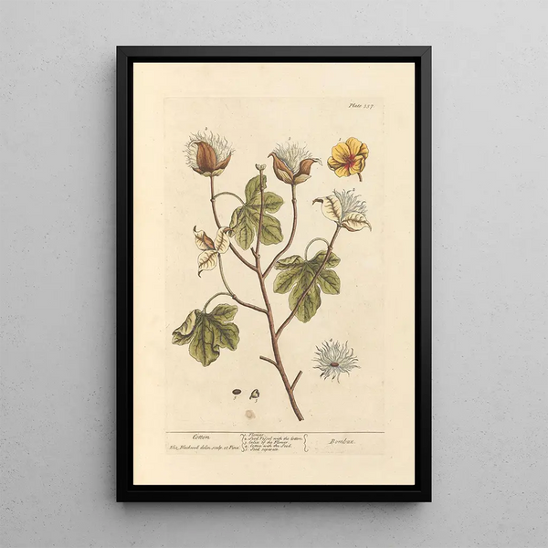 Katoen - Elizabeth Blackwell — ingelijst kunstwerk aan de muur