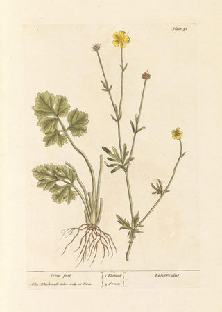 Elizabeth Blackwell - Cron foot.webp