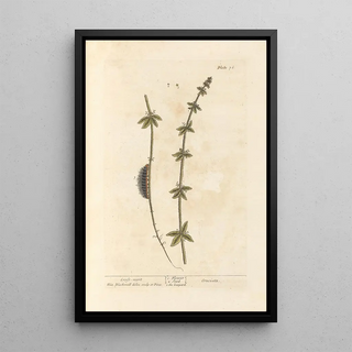 Elizabeth Blackwell - Crosswort.webp