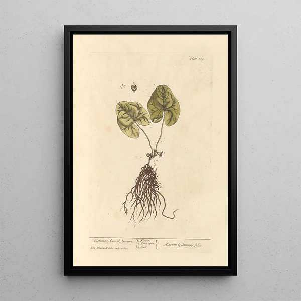 Asaret à Feuilles de Cyclamen - Elizabeth Blackwell — ingelijst kunstwerk aan de muur
