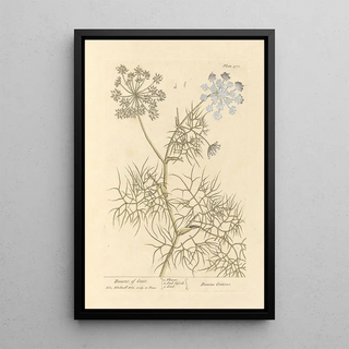 Elizabeth Blackwell - Daucus of creet.webp