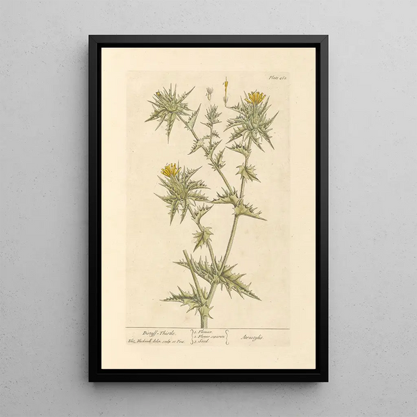 Chardon à Fuseau - Elizabeth Blackwell — ingelijst kunstwerk aan de muur