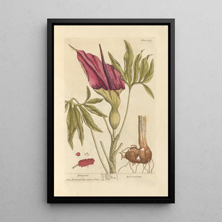 Elizabeth Blackwell - Dragons.webp