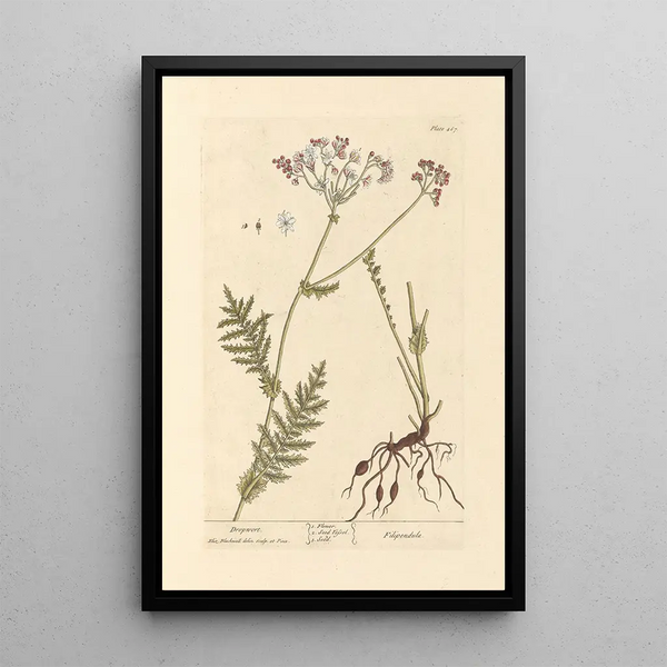 Reine-des-Prés - Elizabeth Blackwell — ingelijst kunstwerk aan de muur