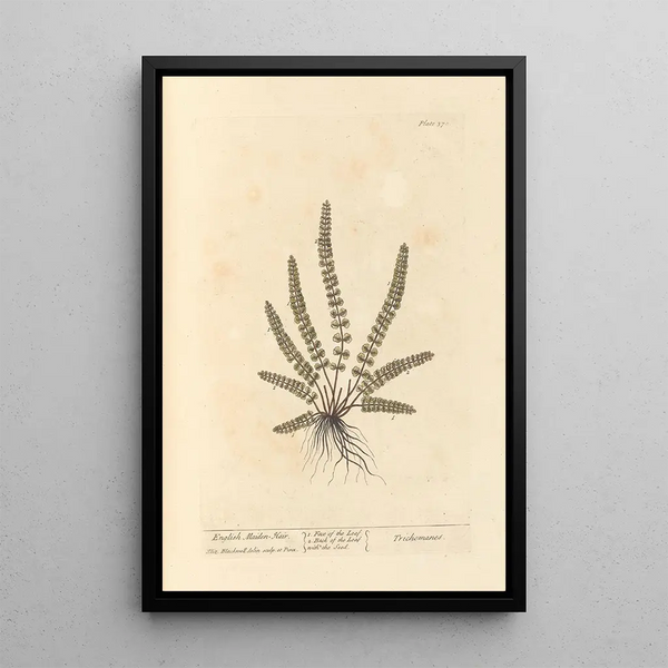 Capillaire de Montpellier - Elizabeth Blackwell — ingelijst kunstwerk aan de muur