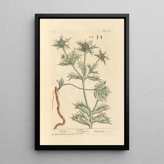 Elizabeth Blackwell - Eryngo.webp