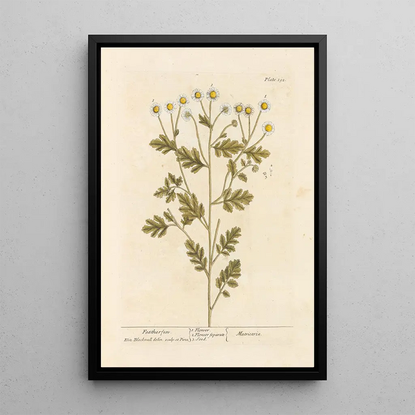 Fougère à Plumes - Elizabeth Blackwell — ingelijst kunstwerk aan de muur