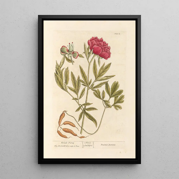 Pivoine Femelle - Elizabeth Blackwell — ingelijst kunstwerk aan de muur