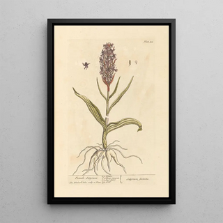 Elizabeth Blackwell - Female satyrium.webp