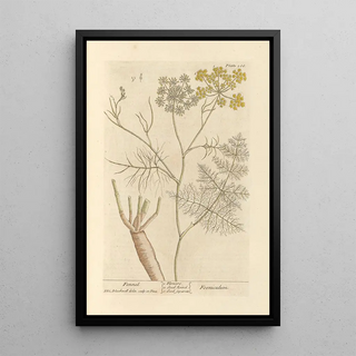 Elizabeth Blackwell - Fennel.webp