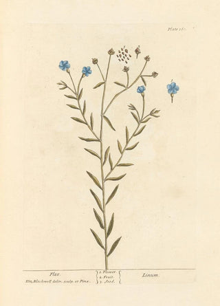 Elizabeth Blackwell - Flax.webp