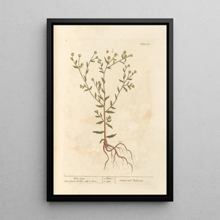 Elizabeth Blackwell - Fleabane.webp