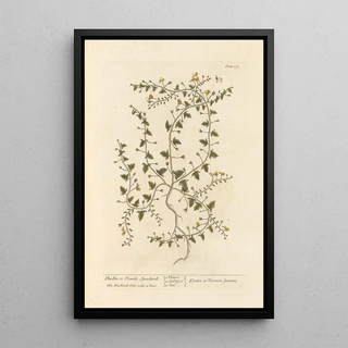 Elizabeth Blackwell - Fluellin or female speedwell.webp