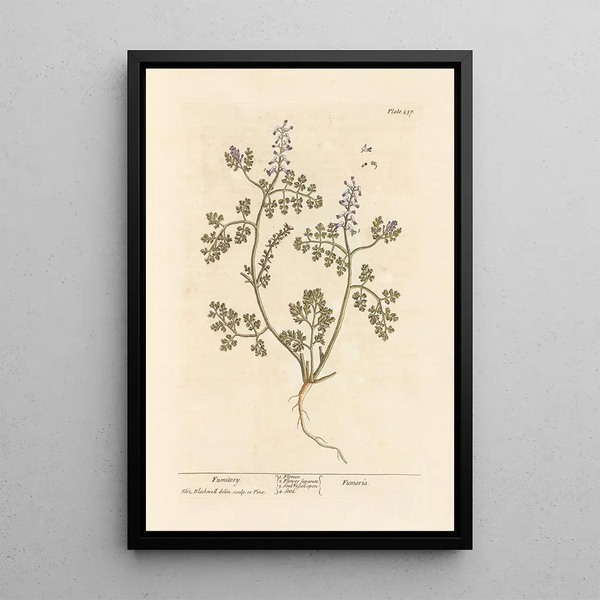 Fumeterre - Elizabeth Blackwell — ingelijst kunstwerk aan de muur